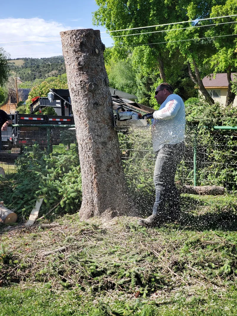 Commercial stump grinder chipping a tree stump down below ground level