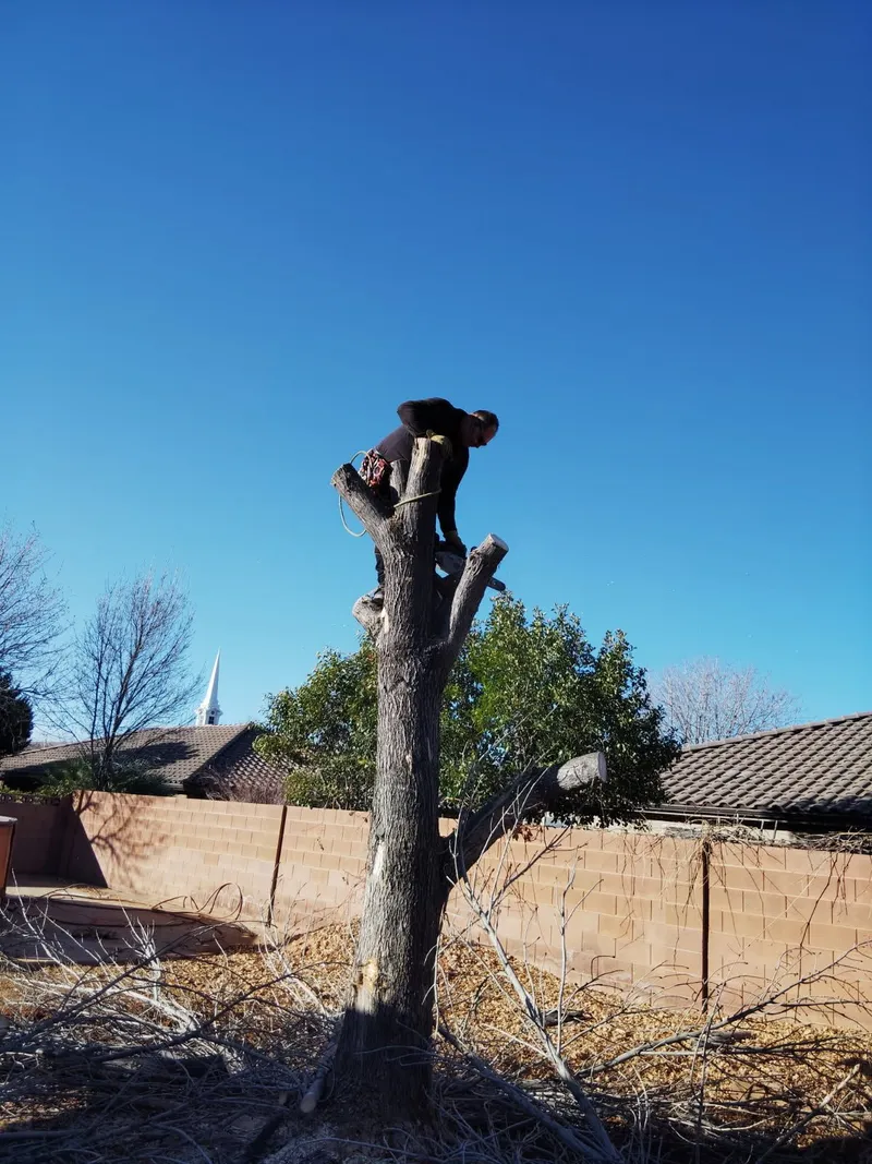 Arborist roped in and climbing to take a tree down in sections