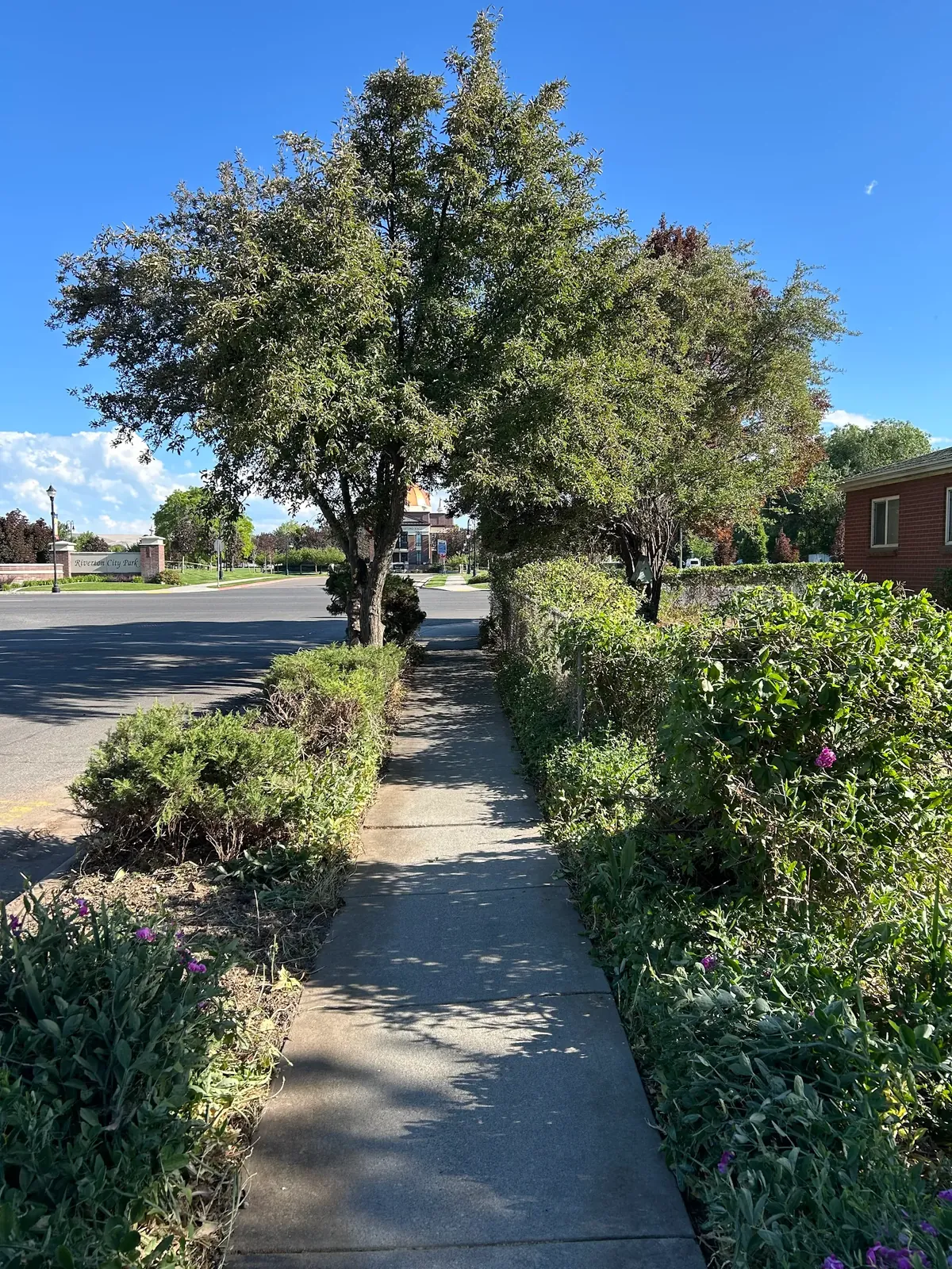 After: the same Riverton walkway cleared and edged, beds cut back, and sunlight reaching the path