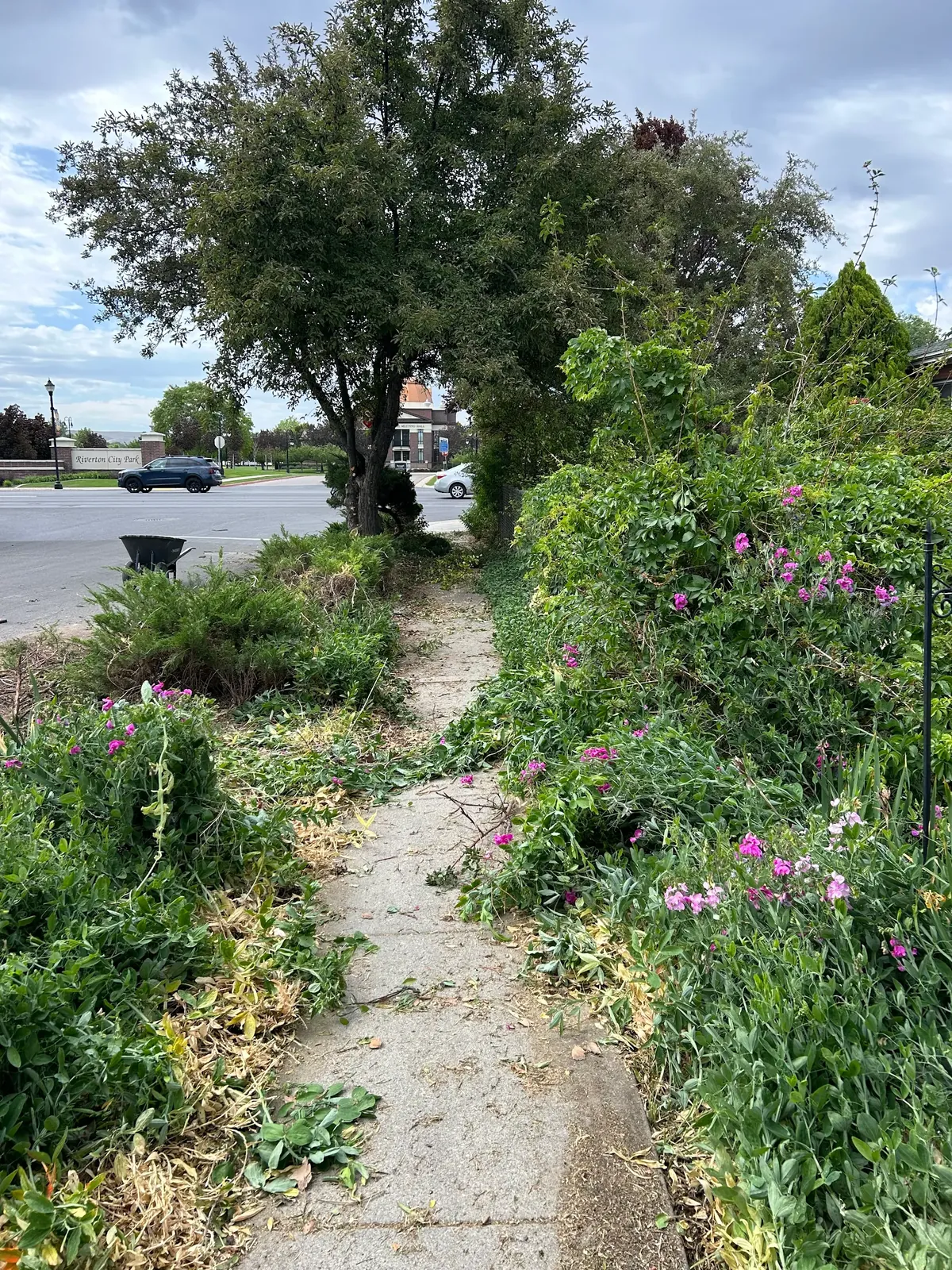 Before: overgrowth spilling across the Riverton sidewalk, branches and brush burying the path