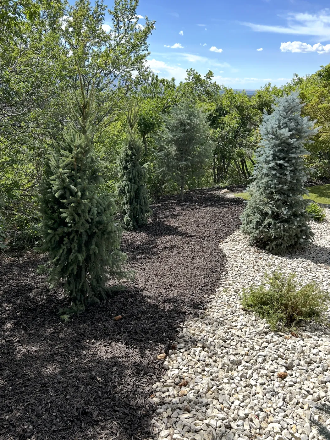 Mature blue spruce pines set in dark mulch beside a crisp white river-rock bed