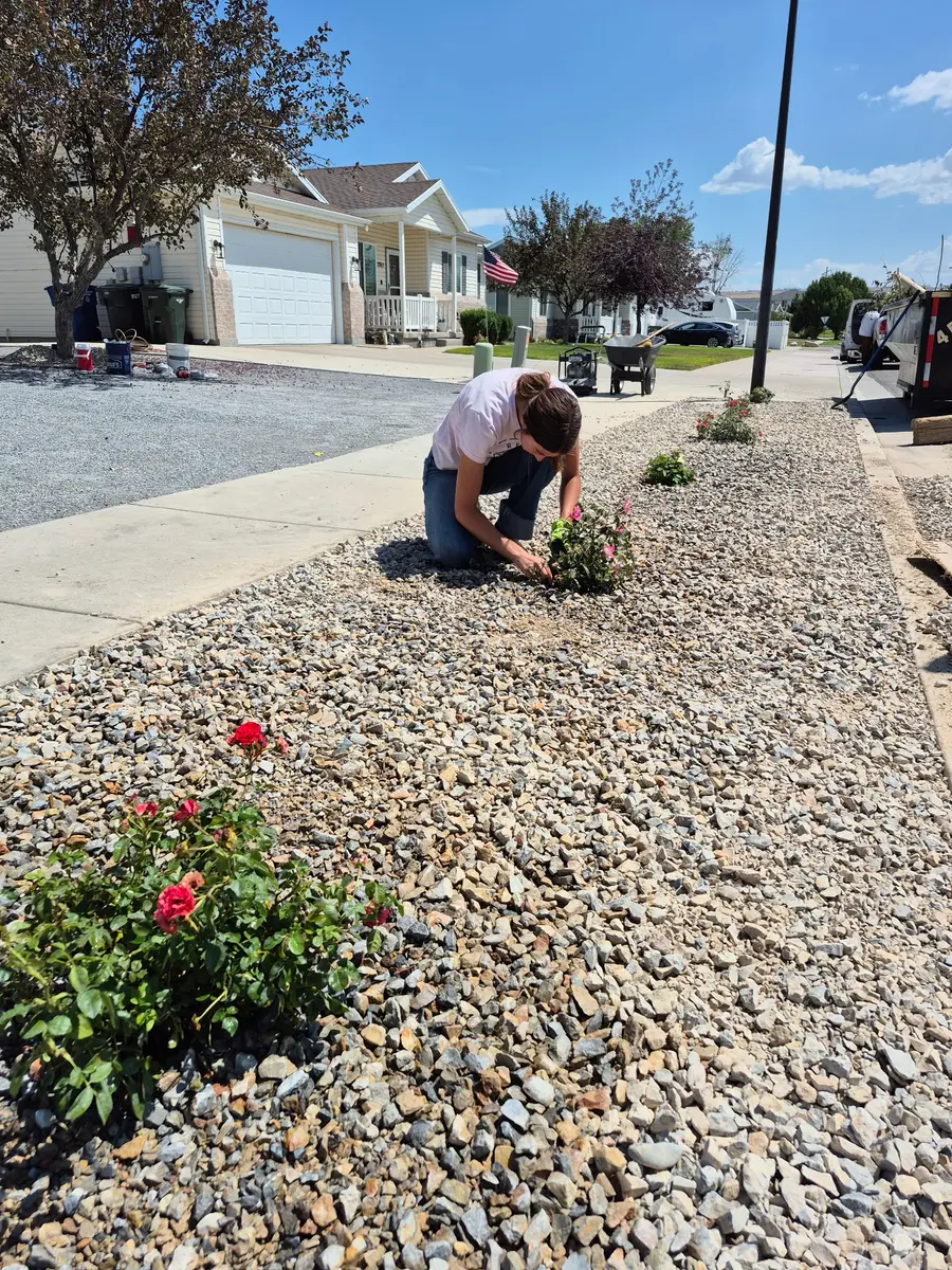 A crew member setting rosebushes into a new river-rock front bed with red roses already blooming in the foreground